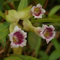 Strobilanthes schomburgkii (Craib) J.R.I.Wood